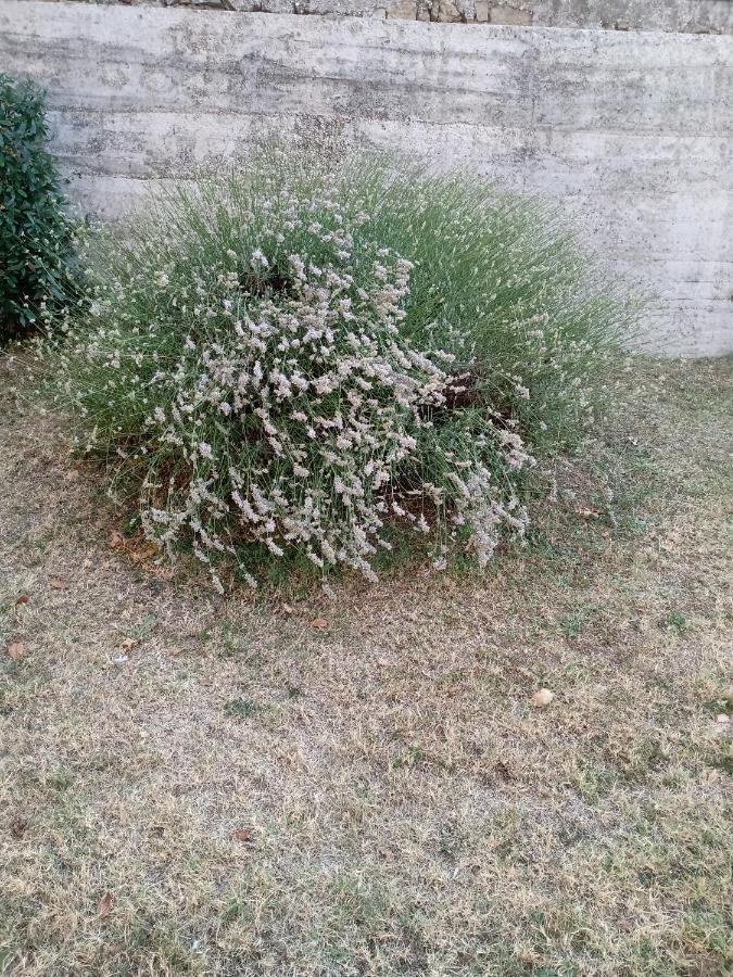 Appartamento Nerio Muggia Exterior foto